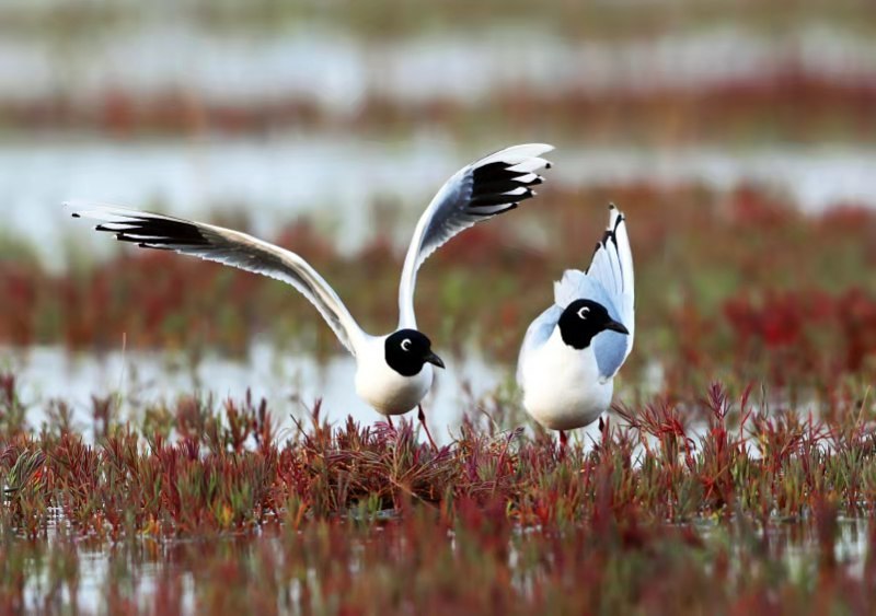 盤錦網(wǎng)站建設(shè)優(yōu)化公司向黑嘴鷗保護(hù)協(xié)會獻(xiàn)愛心